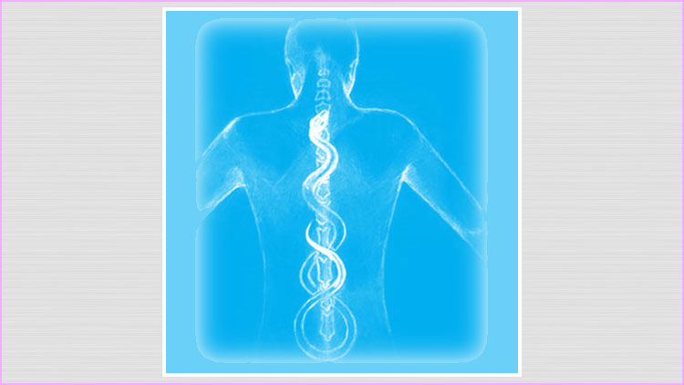 Anatomia Sutil